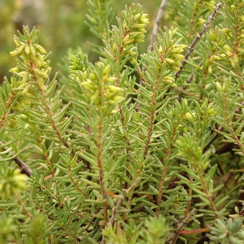 Bruyère d'hiver - Erica x darleyensis Aurélie Bregeon  (Foliage)