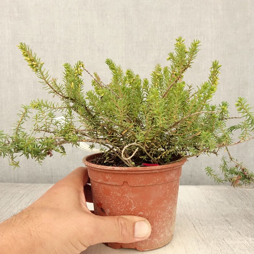 Example of Bruyère d'hiver - Erica x darleyensis Aurélie Bregeon  Pot de 1L/1,5L as you get in ete