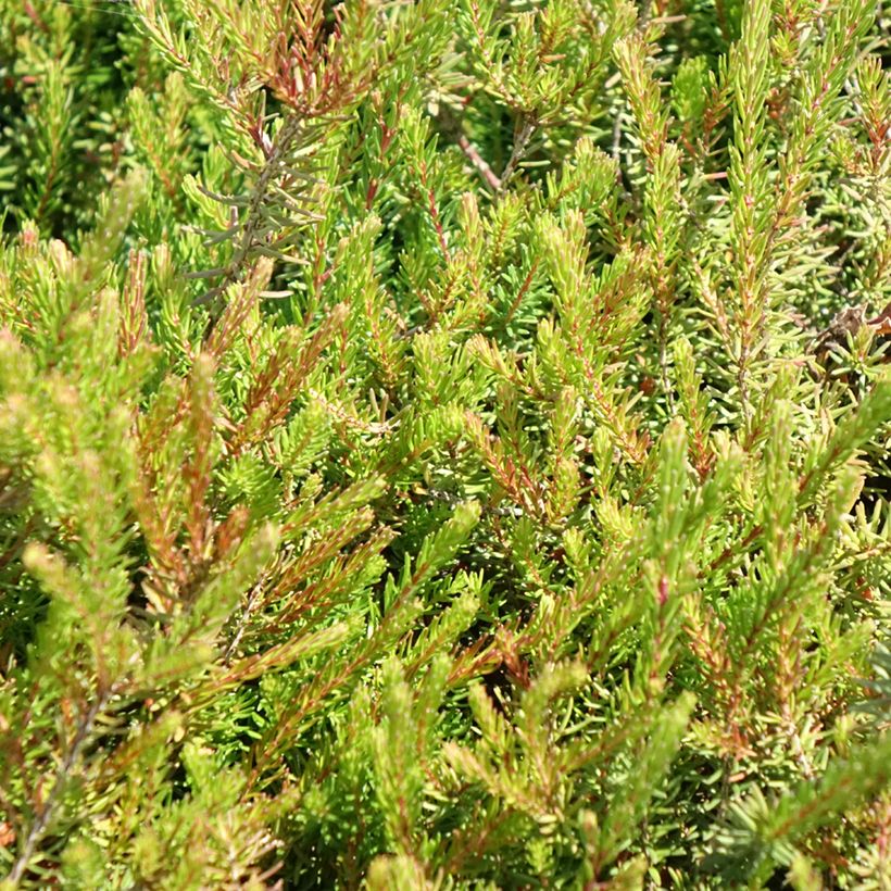 Bruyère d'hiver - Erica x darleyensis J.W. Porter (Foliage)