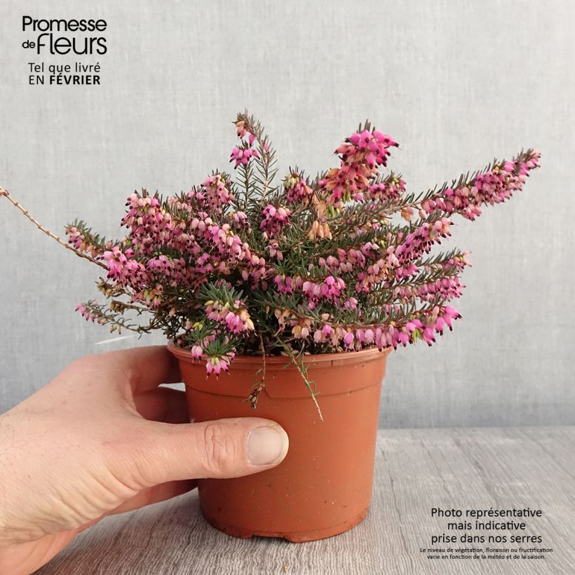 Example of Bruyère d'Hiver - Erica x darleyensis Kramer's Rote Pot de 1L/1,5L as you get in hiver
