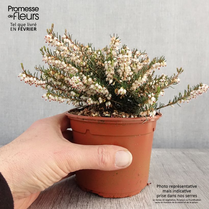 Example of Bruyère d'hiver - Erica x darleyensis Silberschmelze Pot de 2L/3L as you get in hiver