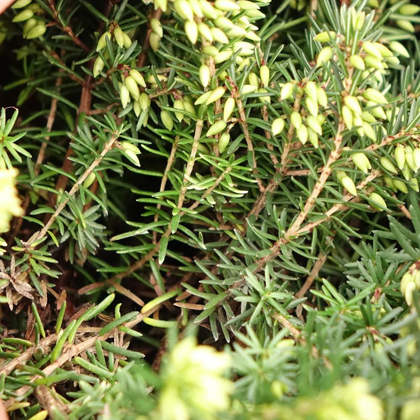 Bruyère d'hiver - Erica x darleyensis Trio (Foliage)