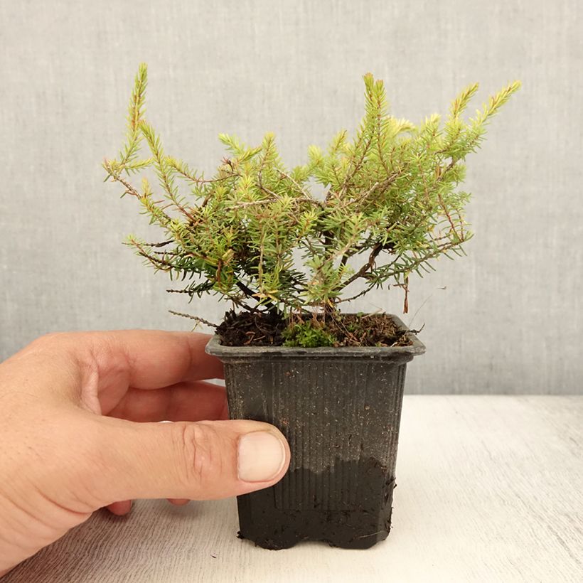 Example of Bruyère d'hiver Winter Belles Tylou - Erica x darleyensis Godet de 8/9 cm as you get in ete