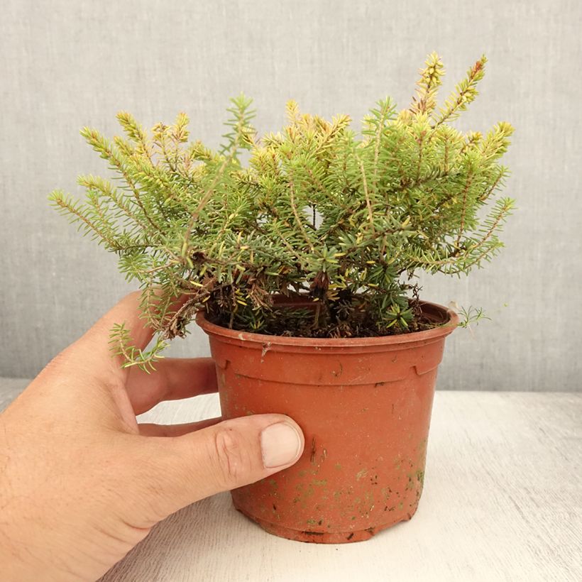 Example of Bruyère d'hiver Winter Belles Tylou - Erica x darleyensis Pot de 1L/1,5L as you get in ete