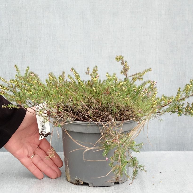Example of Bruyère de Darley - Erica darleyensis Furzey Pot de 2L/3L as you get in automne