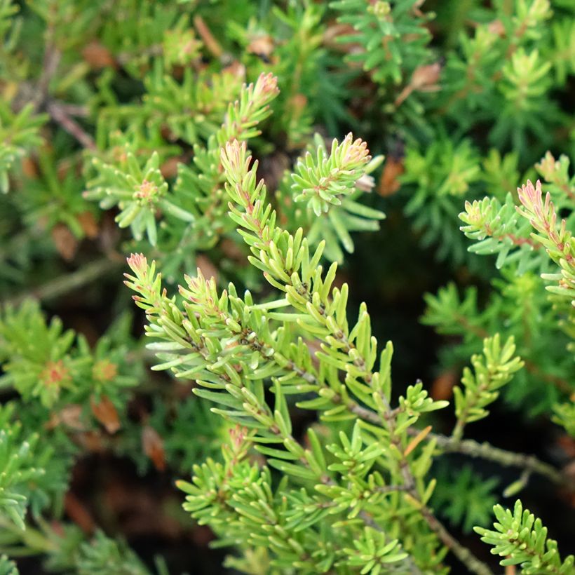 Bruyère de neiges - Erica carnea Ruby Glow (Foliage)