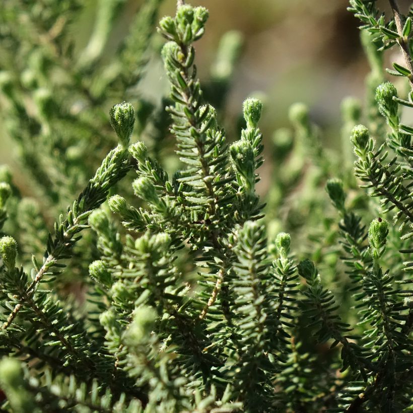 Bruyère des marais - Erica tetralix Alba (Foliage)