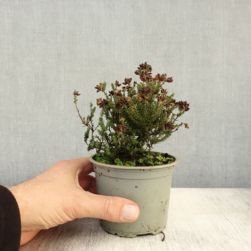 Example of Bruyère des marais - Erica tetralix Pot de 10 cm/11cm as you get in automne
