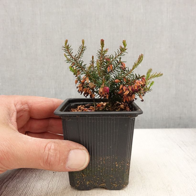 Example of Bruyère des neiges - Erica carnea Eva Godet de 8/9 cm as you get in printemps