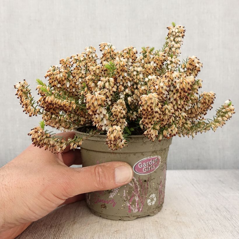 Example of Bruyère des neiges - Erica carnea Isabell  Pot de 10 cm/11cm as you get in printemps