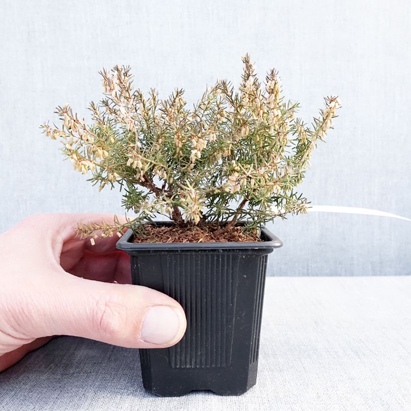Example of Bruyère des neiges - Erica carnea Jenny Porter Godet de 8/9 cm as you get in hiver