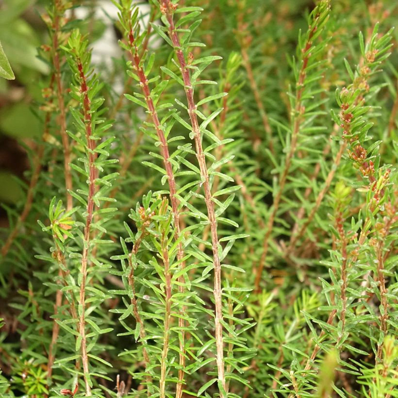 Bruyère des neiges - Erica carnea Myreton Ruby  (Foliage)
