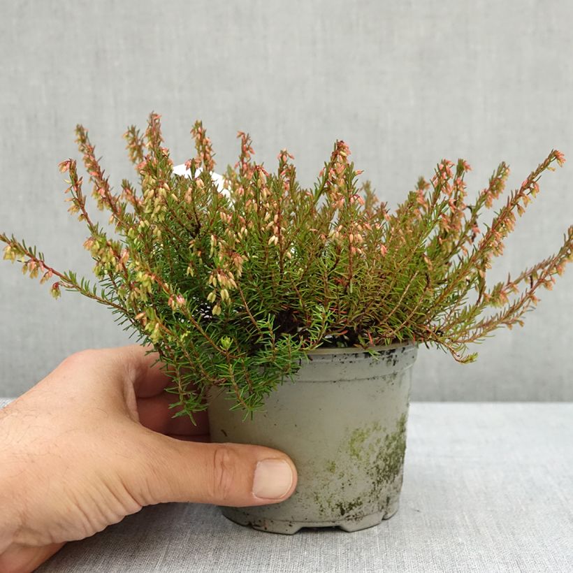 Example of Bruyère des neiges - Erica carnea Wintersonne Pot de 12 cm / 13 cm as you get in ete