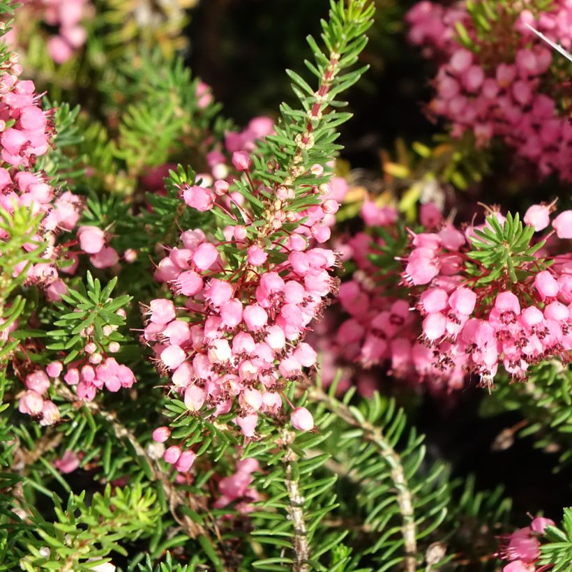 Bruyère vagabonde - Erica vagans Mrs D.F. Maxwell (Flowering)