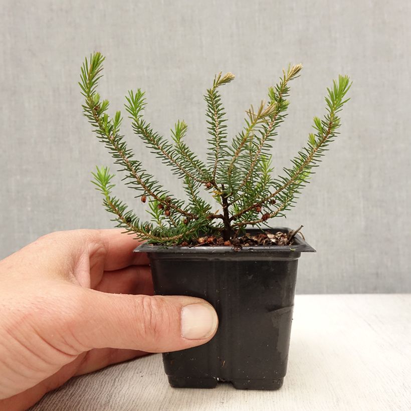 Example of Bruyère vagabonde - Erica vagans Mrs D.F. Maxwell Godet de 8/9 cm as you get in printemps