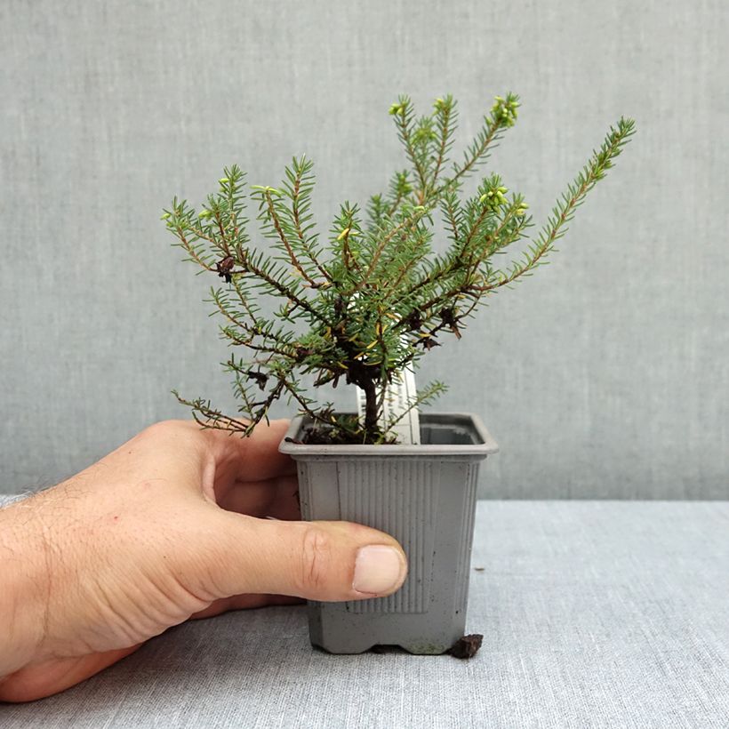 Example of Bruyère Winter Belles Lucie - Erica (x) darleyensis Godet de 8/9 cm as you get in ete