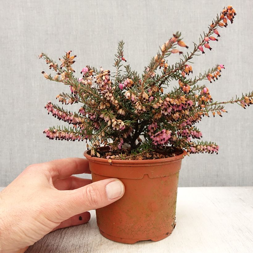 Example of Bruyère Winter Belles Lucie - Erica (x) darleyensis Pot de 1L/1,5L as you get in printemps