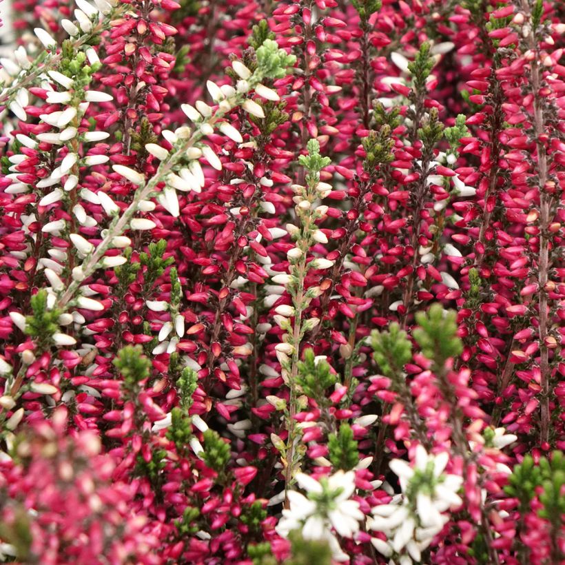 Bruyères d'été - Calluna Trio Girls Martina - Betty - Zelda (Flowering)