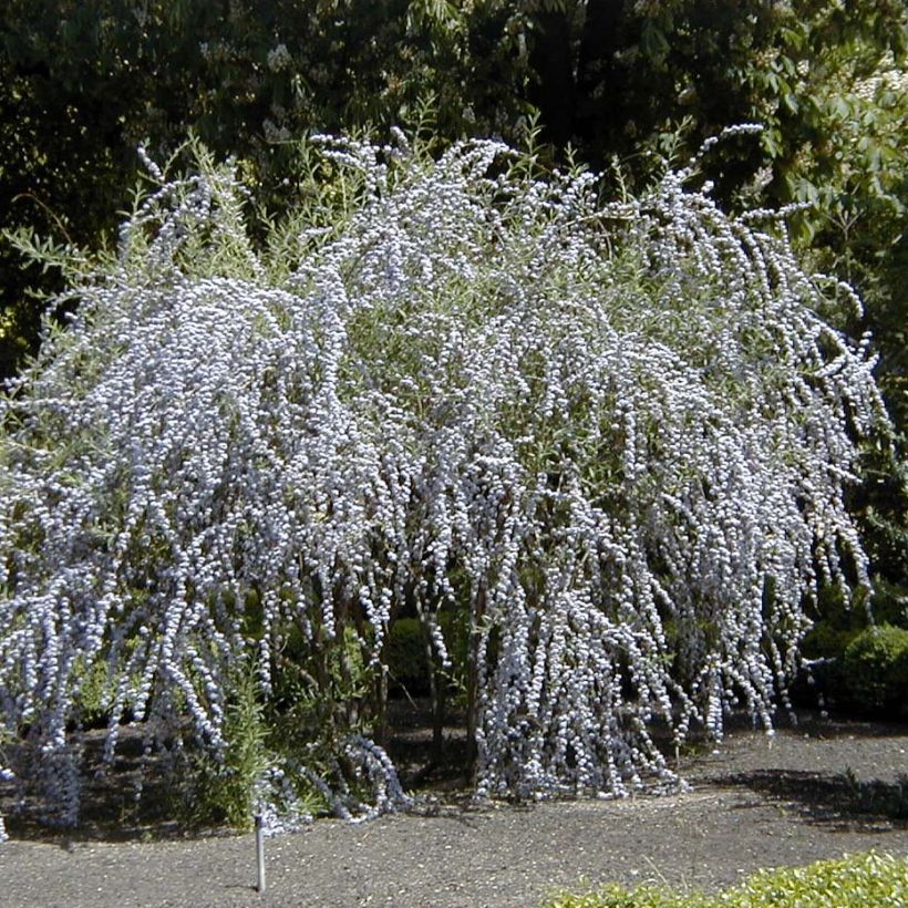 Buddleia alternifolia - Arbre aux papillons (Plant habit)