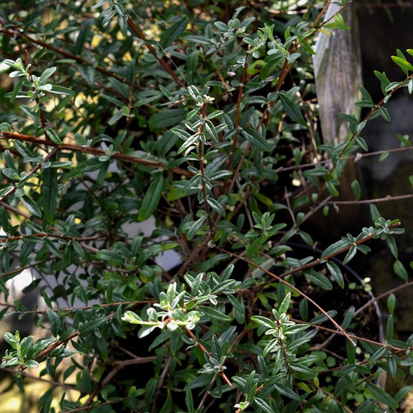 Buddleia alternifolia - Arbre aux papillons (Foliage)