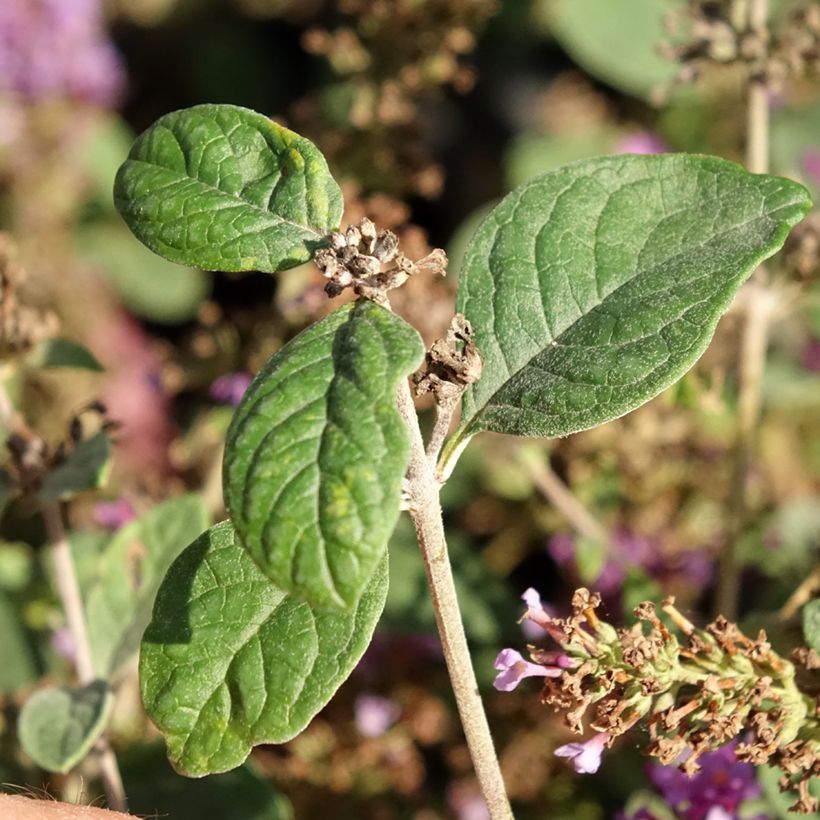 Buddleia Blue Chip Jr - Arbre aux papillons nain (Foliage)