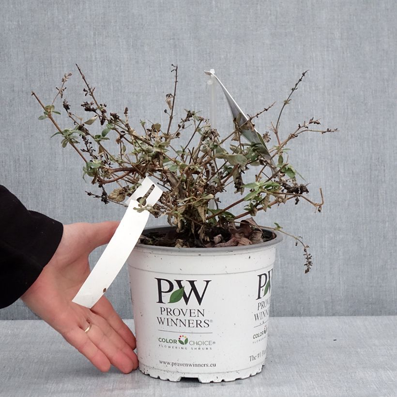 Example of Buddleia Blue Chip Jr - Arbre aux papillons nain Pot de 2L/3L as you get in hiver