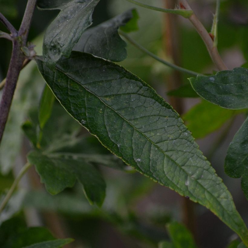 Buddleia davidii Adonis Blue, Arbre à papillons (Foliage)
