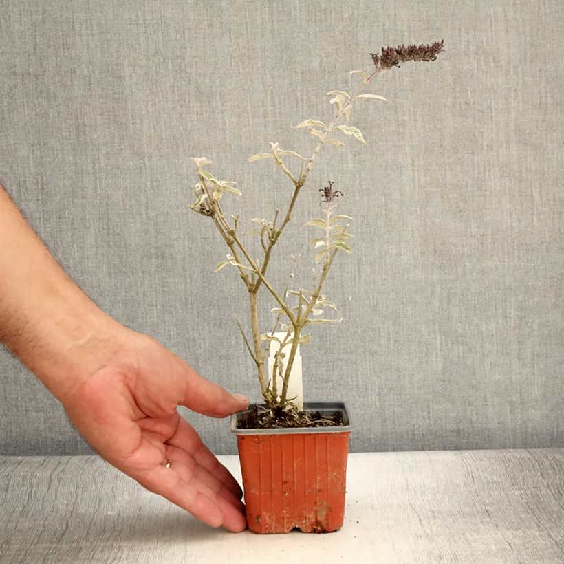 Example of Buddleia davidii Adonis Blue, Arbre à papillons Godet de 8/9 cm as you get in ete