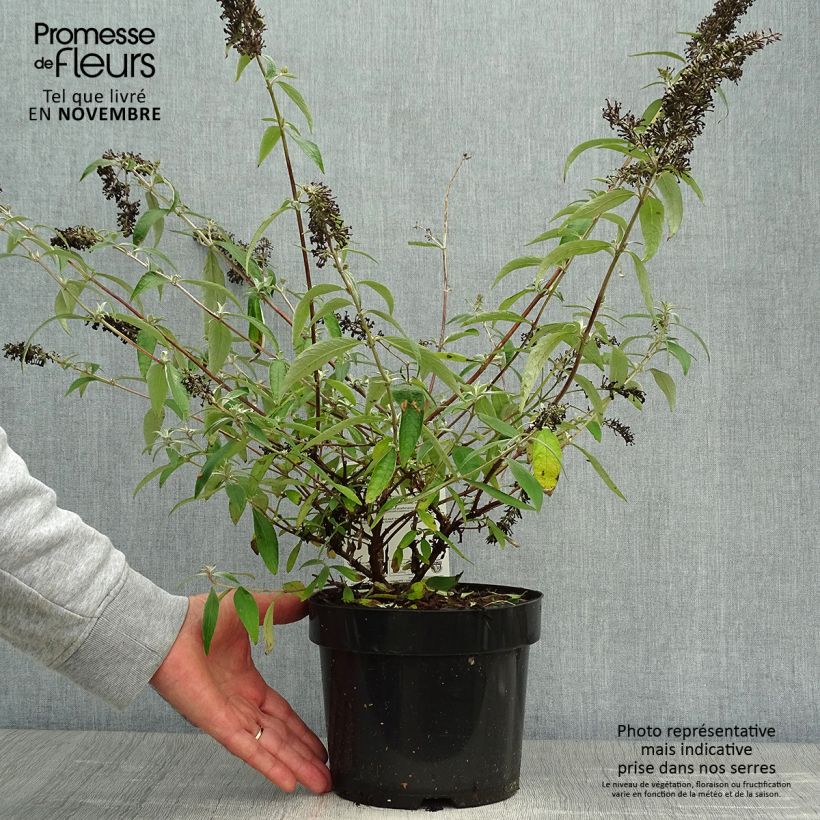 Example of Buddleia davidii Adonis Blue, Arbre à papillons Pot de 3L/4L as you get in automne
