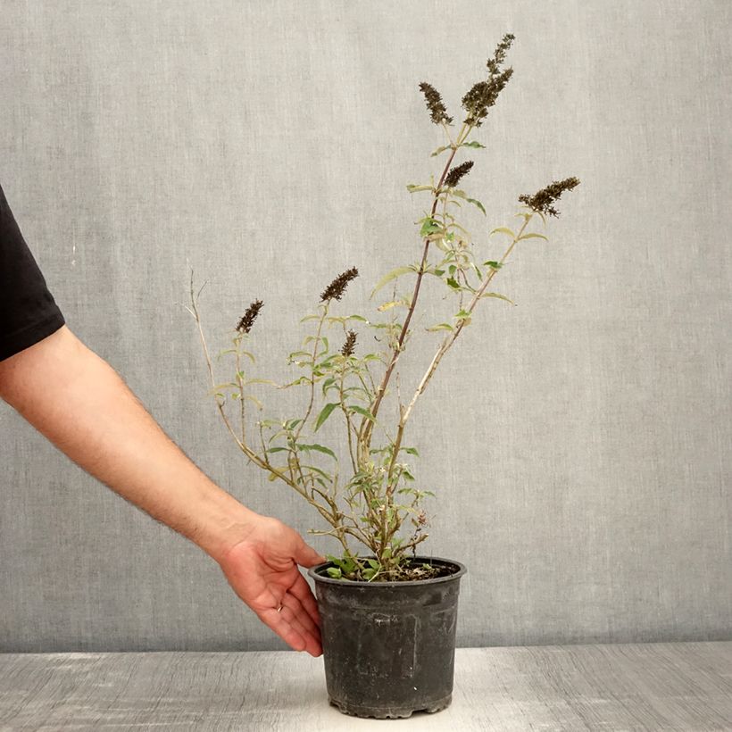Example of Buddleia davidii Black Knight - Arbre aux papillons Pot de 2L/3L as you get in ete