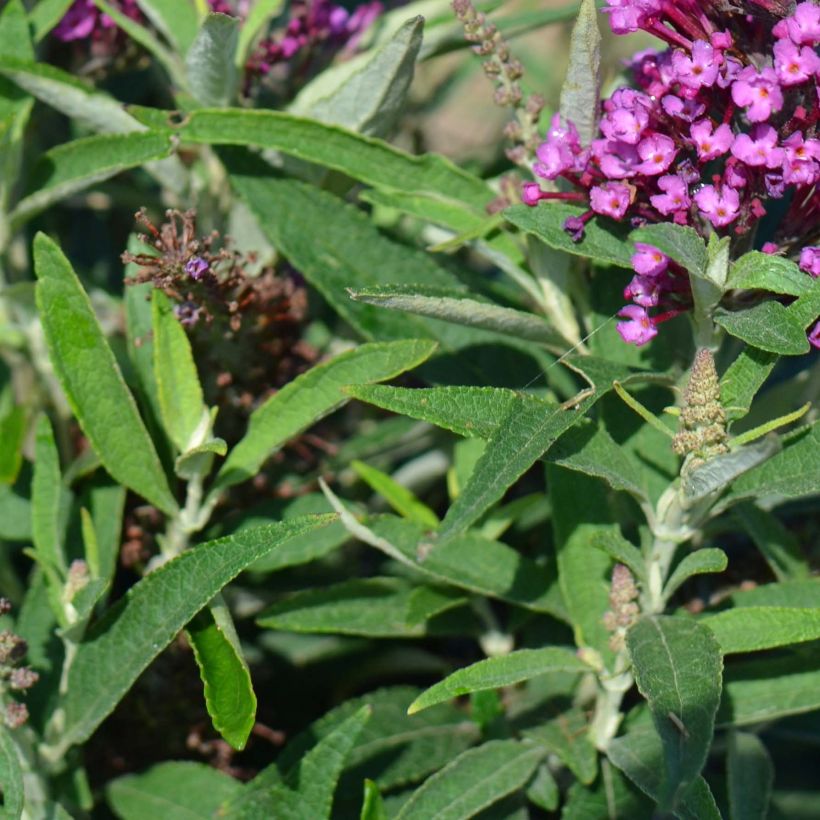 Buddleia davidii Butterfly Tower - Arbre aux papillons (Foliage)