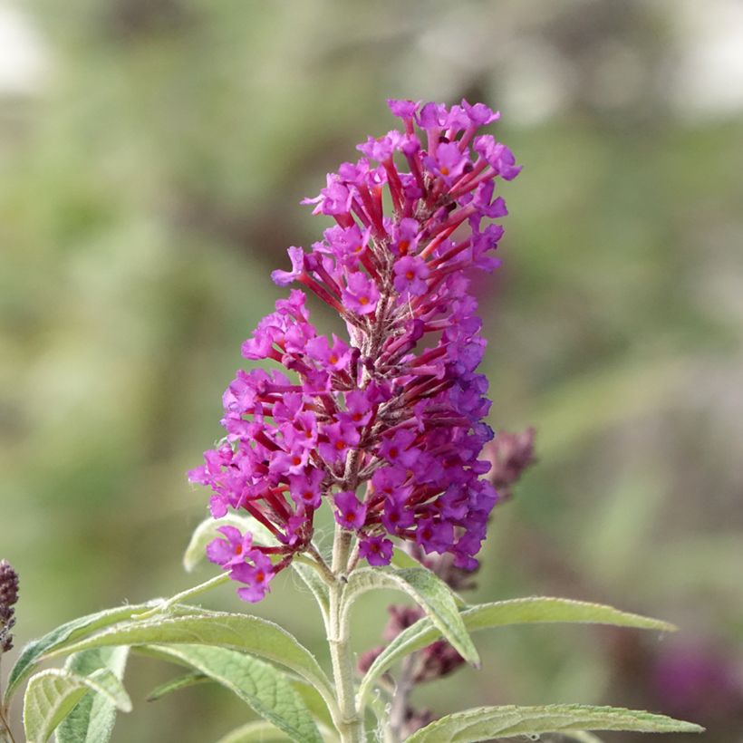 Buddleia davidii Butterfly Tower - Arbre aux papillons (Flowering)