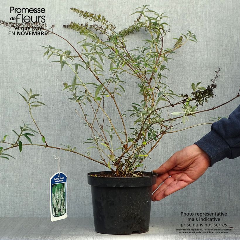 Example of Buddleia davidii Nanho White - Arbre aux papillons nain Pot de 2L/3L as you get in automne