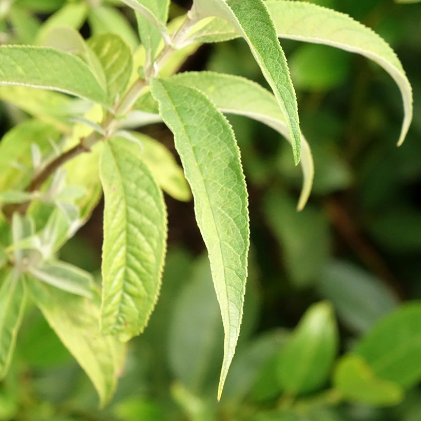 Buddleia davidii Nanho White - Arbre aux papillons nain (Foliage)
