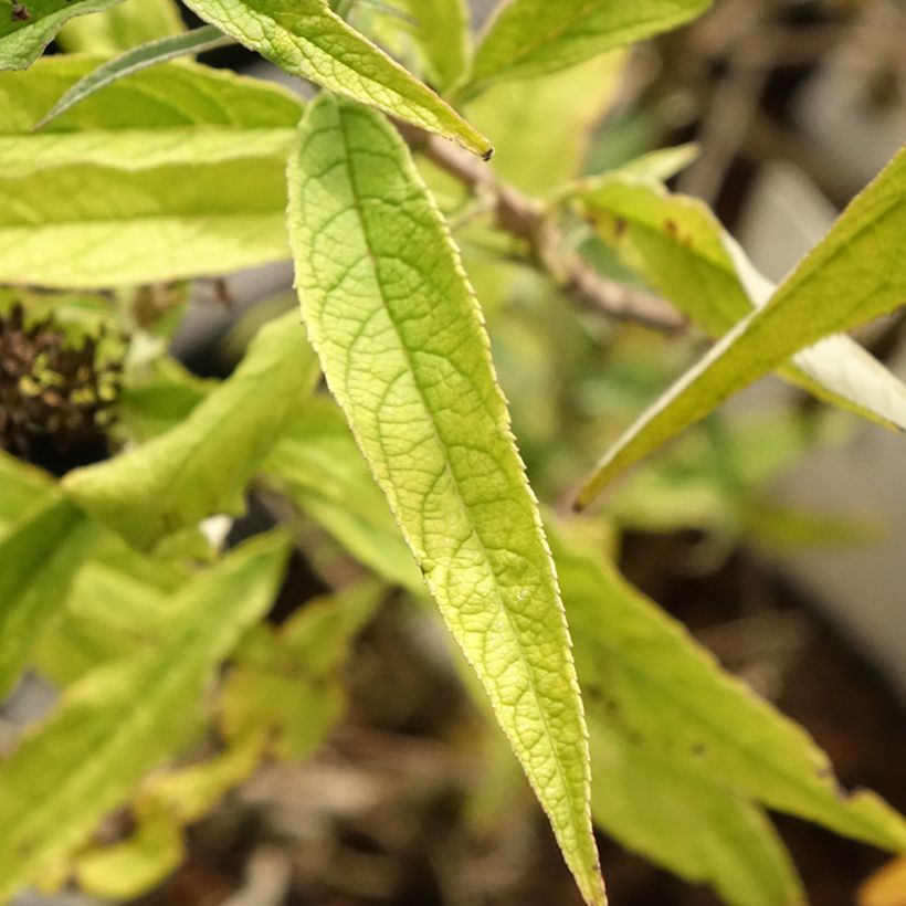 Buddleia davidii Purple Emperor - Arbre aux papillons (Foliage)