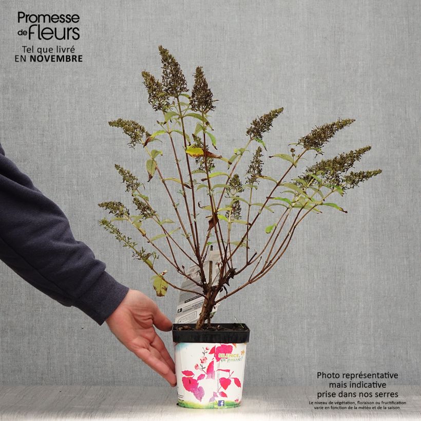 Example of Buddleia davidii Rêve de Papillon Pink - Arbre aux papillons Pot de 2L/3L as you get in automne