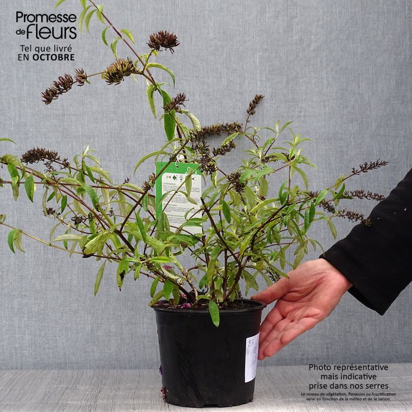 Example of Buddleia davidii Santana - Arbre à papillons panaché Pot de 2L/3L as you get in automne