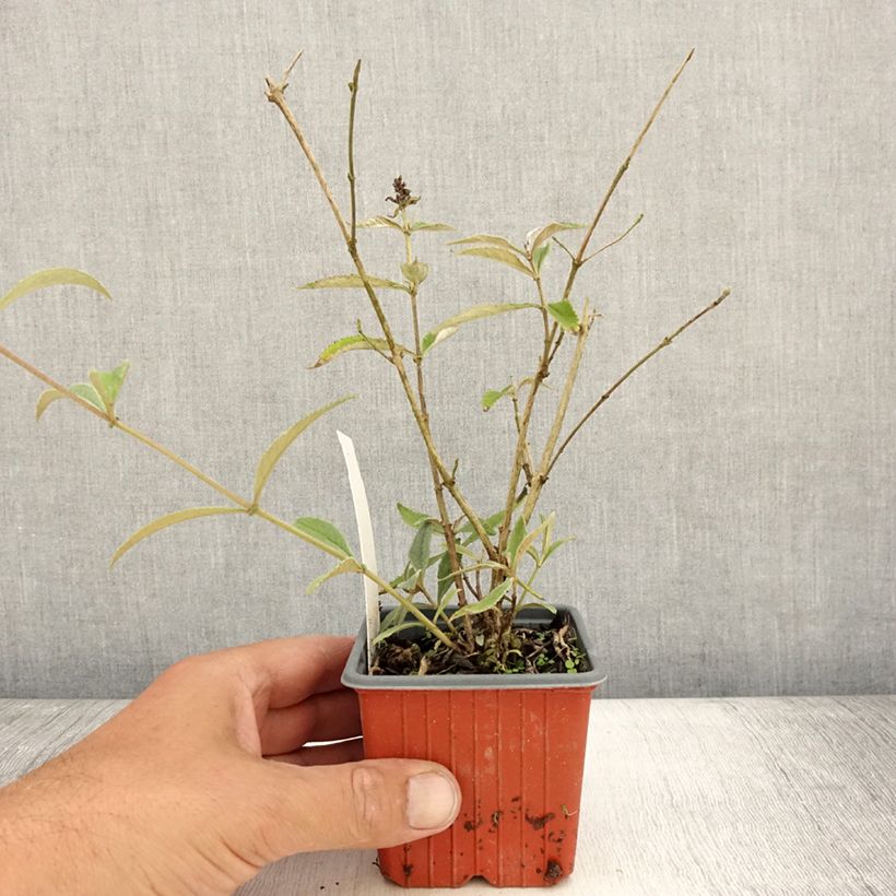 Example of Buddleia davidii Sophie - Arbre à papillons Godet de 8/9 cm as you get in ete