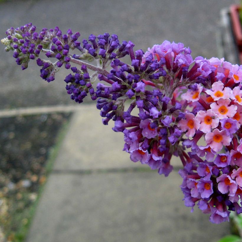 Buddleia Flower Power (Bicolor) - Arbre aux papillons (Flowering)