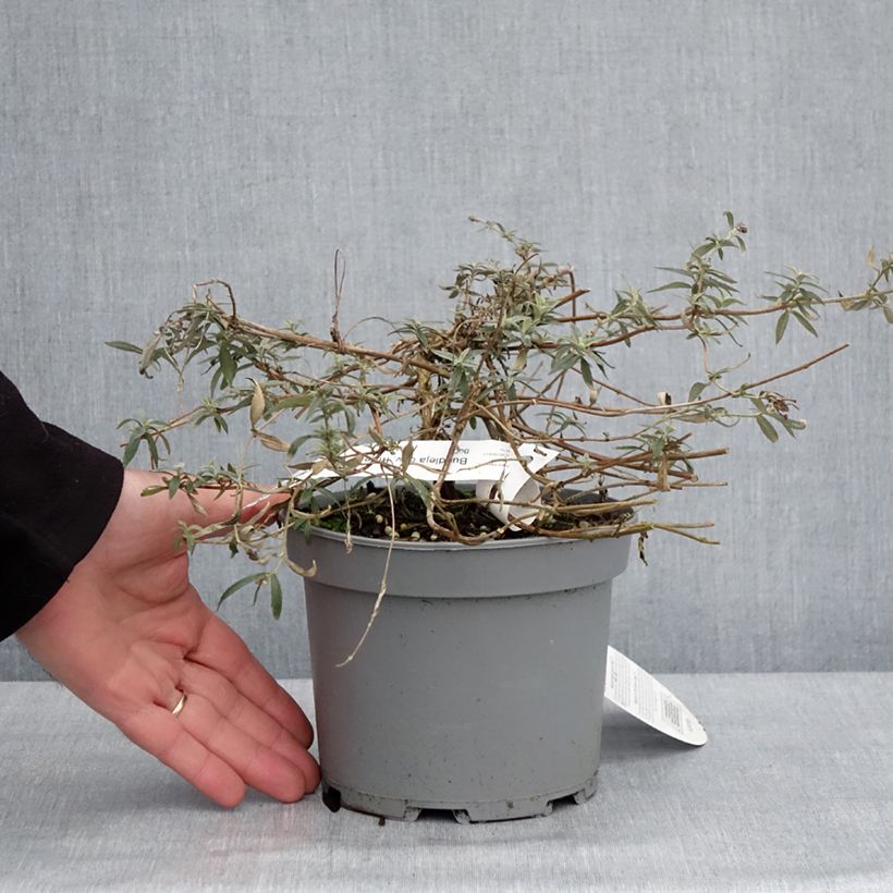 Example of Buddleia Free Petite Lavender Flow - Arbre aux papillons Pot de 2L/3L as you get in hiver