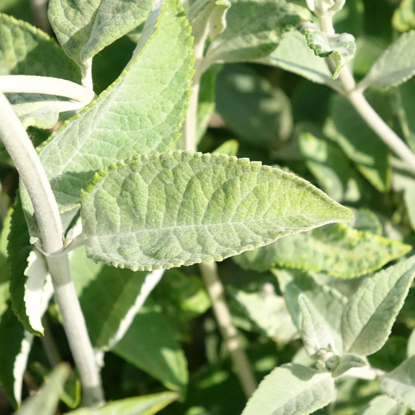 Buddleia Lochinch - Arbre aux papillons (Foliage)