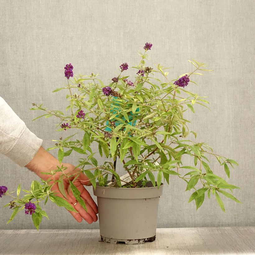 Example of Buddleia Magda's Gold Knight - Arbre aux papillons Pot de 3L/4L as you get in automne