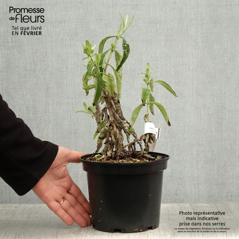 Example of Buddleia Orange Sceptre - Arbre aux papillons Pot de 3L/4L as you get in hiver