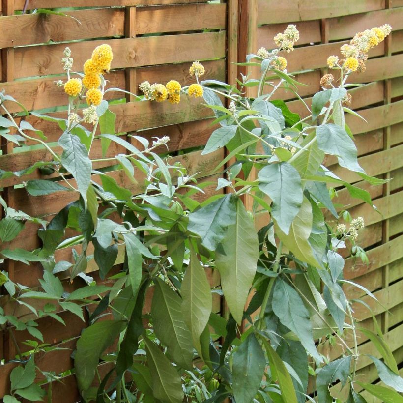 Buddleia weyeriana Sungold - Arbre aux papillons (Plant habit)