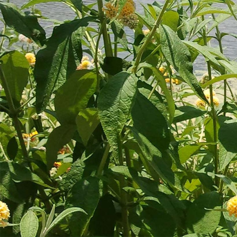 Buddleia weyeriana Sungold - Arbre aux papillons (Foliage)