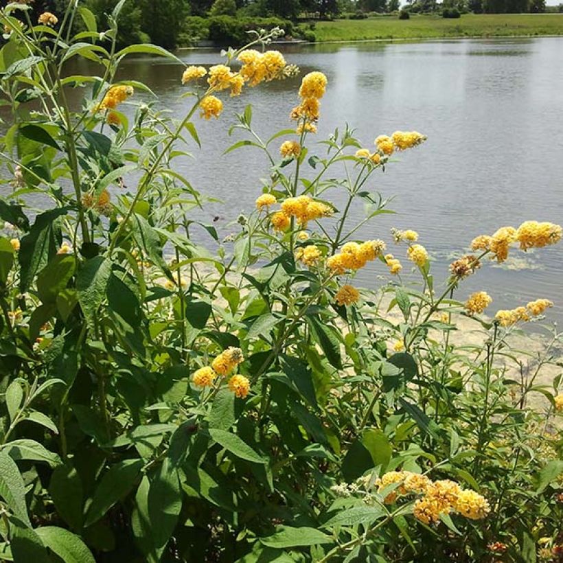 Buddleia weyeriana Sungold - Arbre aux papillons (Flowering)