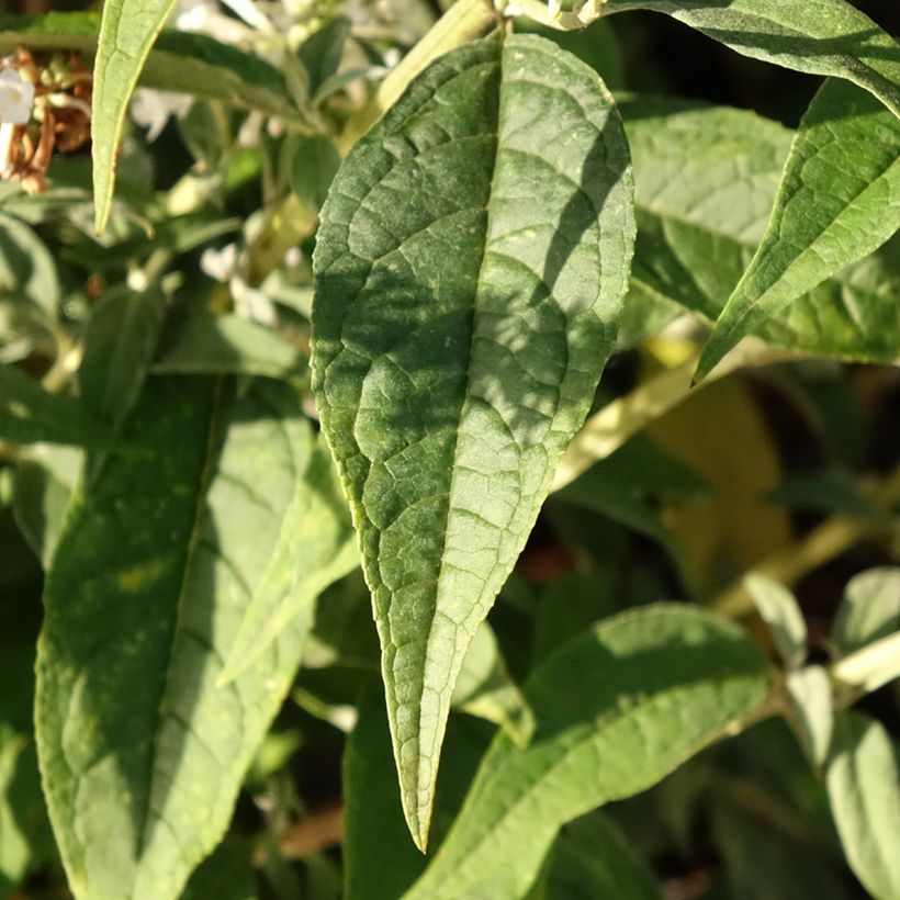 Buddleja davidii Argus White - Arbre aux papillons (Foliage)