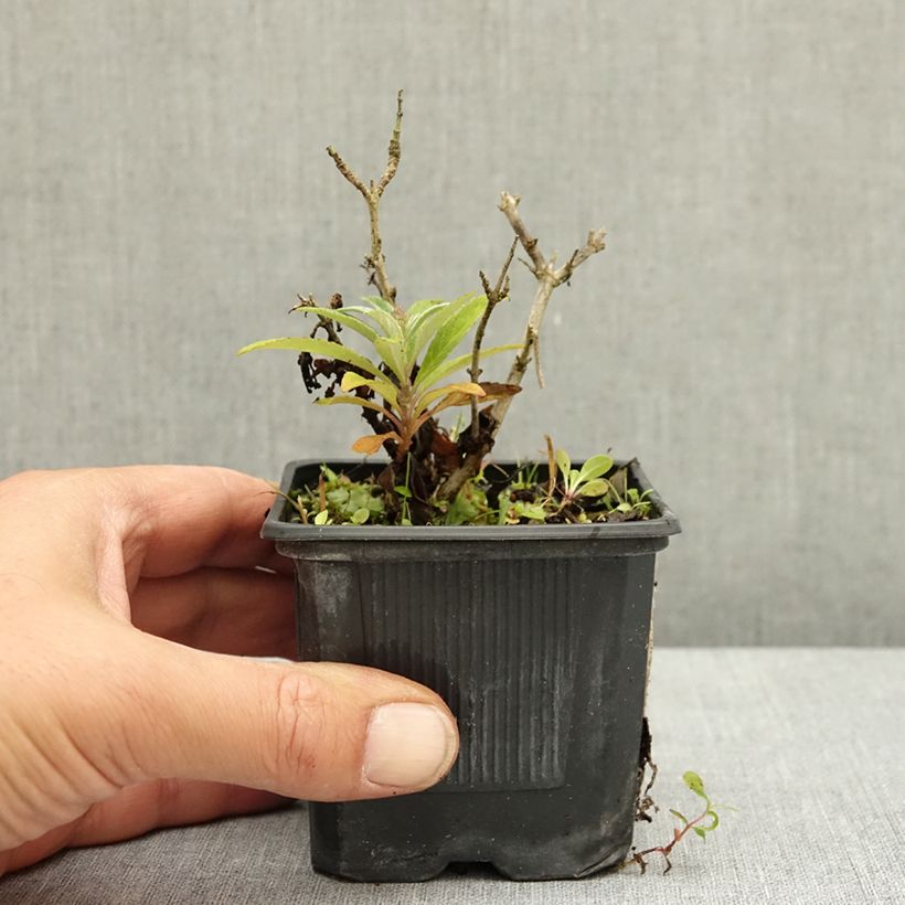 Example of Buddleja davidii Butterfly Candy Lila Sweetheart - Arbre aux papillons nain Godet de 8/9 cm as you get in ete