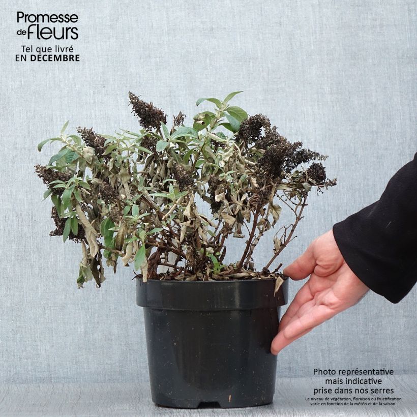 Example of Buddleja davidii Butterfly Candy Lila Sweetheart - Arbre aux papillons nain Pot de 3L/4L as you get in automne