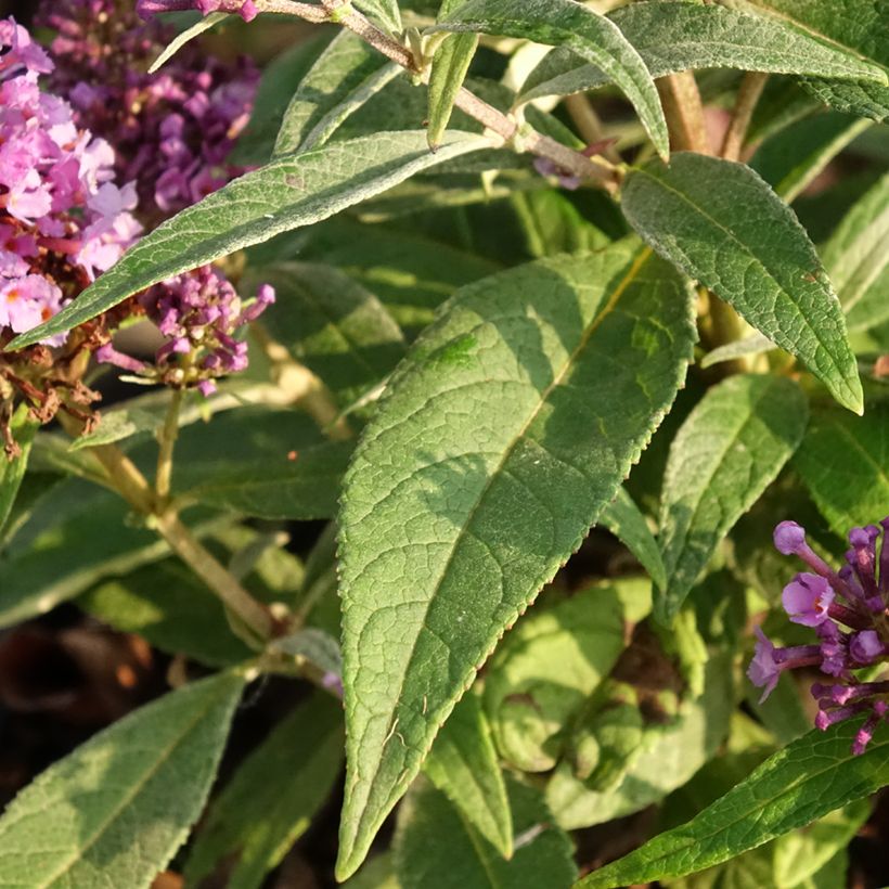 Buddleja davidii Butterfly Candy Little Lila - Arbre aux papillons nain (Foliage)